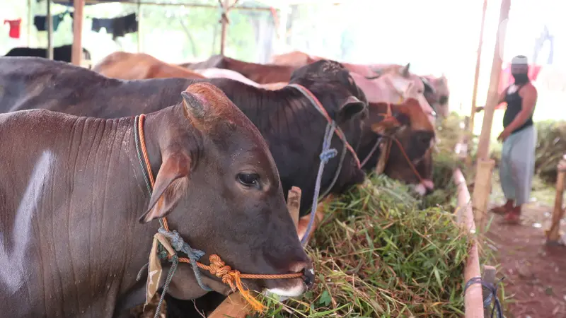 Larangan Bagi Seseorang yang Hendak Berqurban